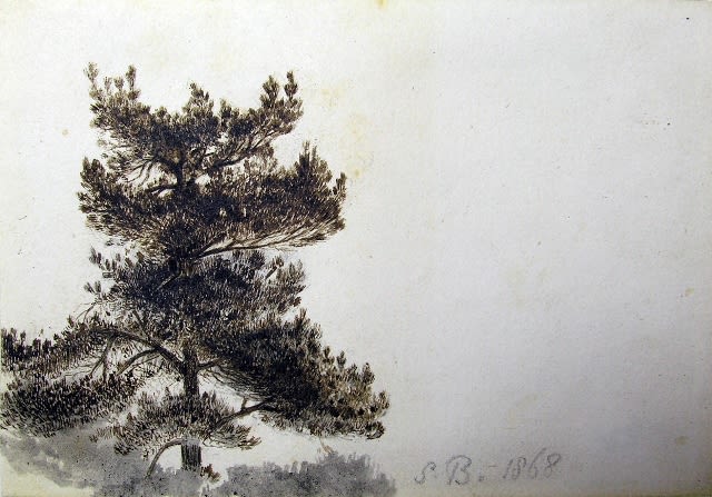 Pen and ink sketch of a picturesque fir tree